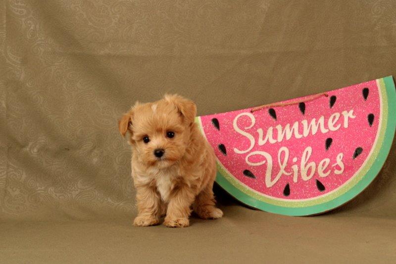 puppy, for, sale, Maltipoo, Matthew B. Stoltzfus, dog, breeder, Gap, PA, dog-breeder, puppy-for-sale, forsale, nearby, find, puppyfind, locator, puppylocator, aca